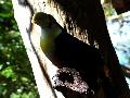 gal/holiday/Brazil 2005 - Foz do Iguacu Birds Sanctuary/_thb_Bird_Sanctuary_Iguacu_DSCF1249.jpg